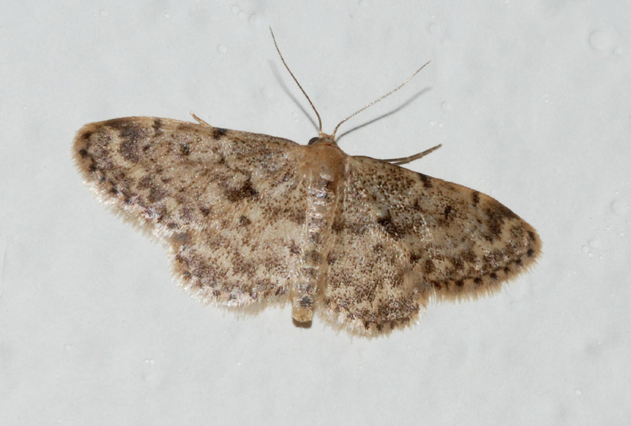 Geometridae da det.